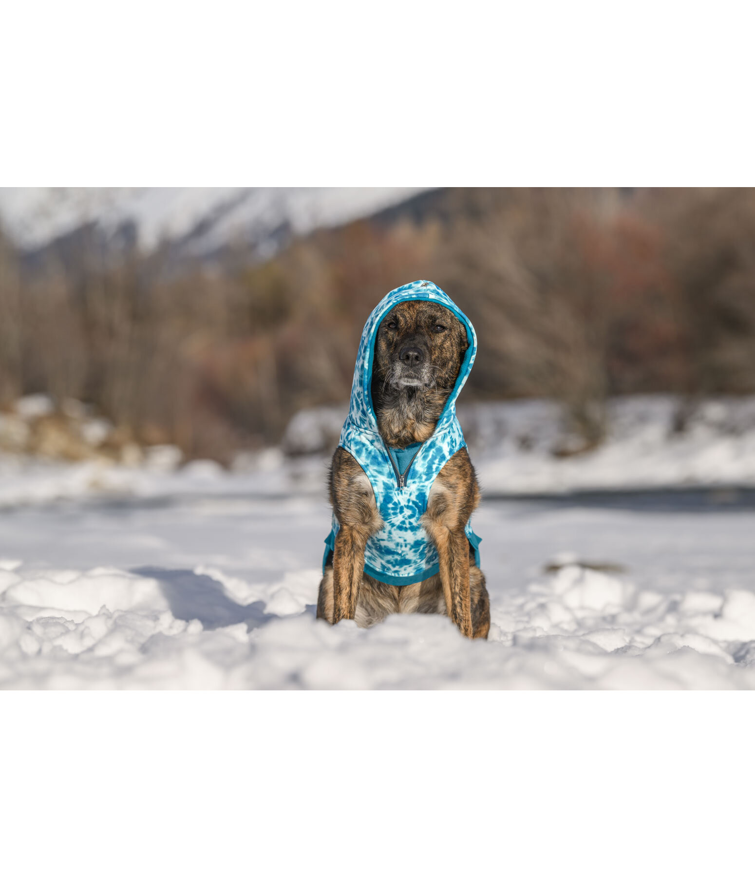 Sweat à capuche pour chien  Daphne