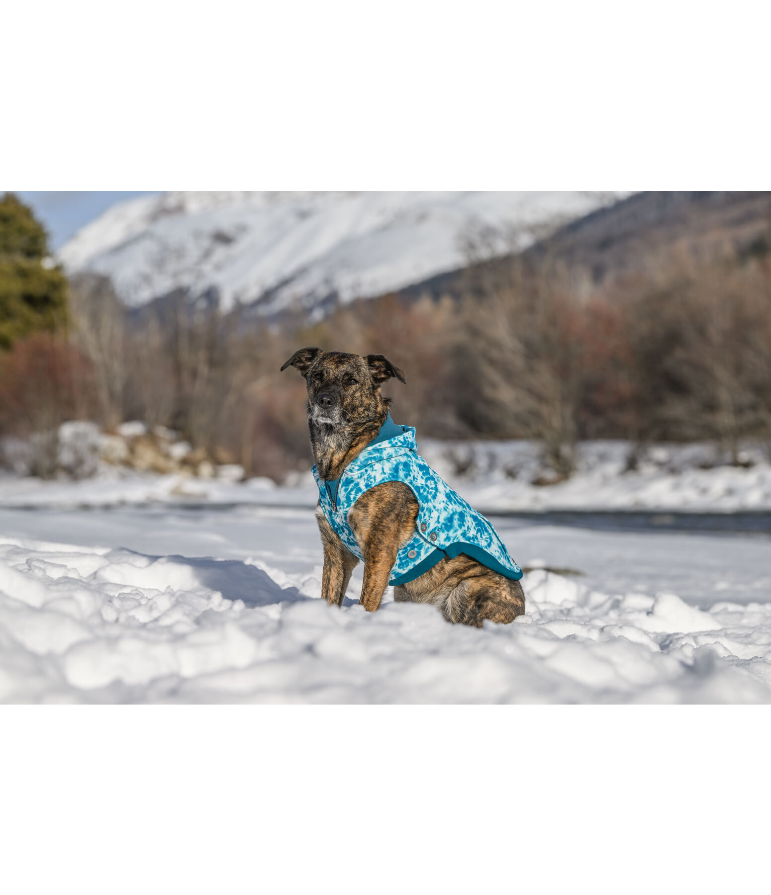 Sweat à capuche pour chien  Daphne